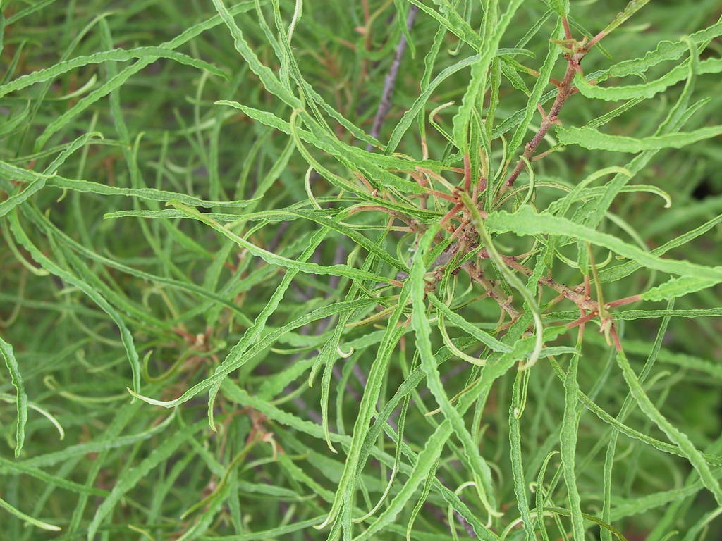 Rhamnus frangula Asplenifolia 04 Blattmacro.jpg